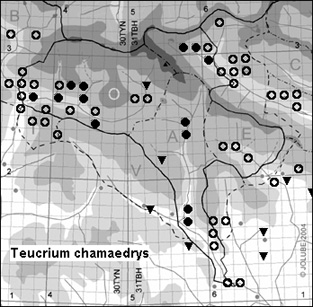 Teucrium_chamaedrys_
