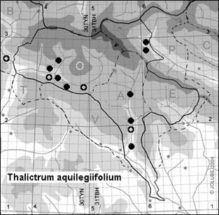 Thalictrum_aquilegiifolium_