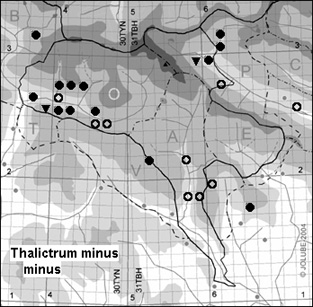 Thalictrum_minus_minus