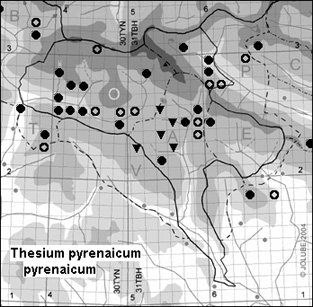 Thesium_pyrenaicum_pyrenaicum