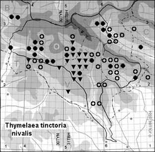 Thymelaea_tinctoria_nivalis