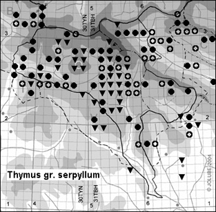 Thymus_gr. serpyllum_