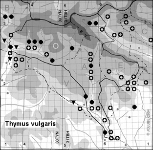 Thymus_vulgaris_