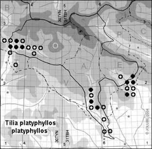 Tilia_platyphyllos_platyphyllos