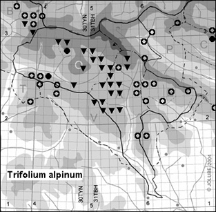 Trifolium_alpinum_