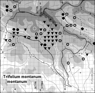 Trifolium_montanum_montanum