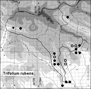 Trifolium_rubens_