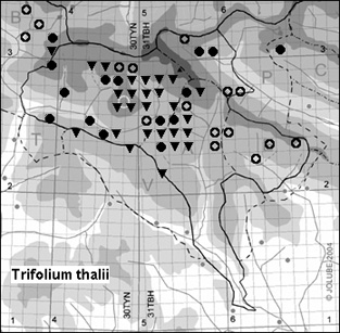 Trifolium_thalii_