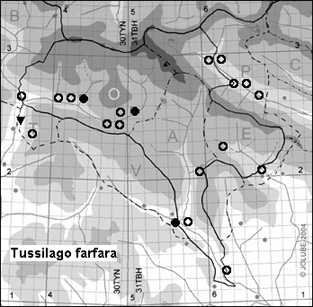 Tussilago_farfara_