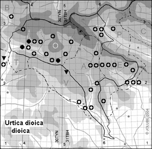 Urtica_dioica_dioica