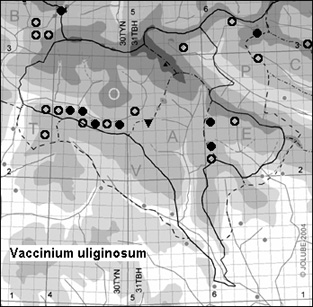 Vaccinium_uliginosum_