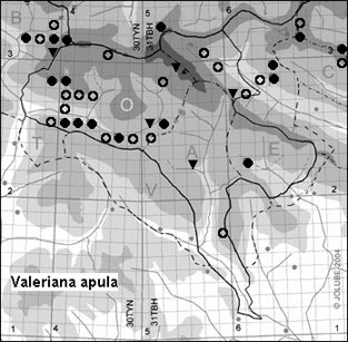 Valeriana_apula_