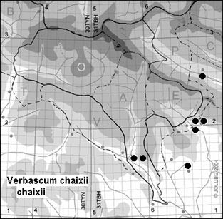Verbascum_chaixii_chaixii