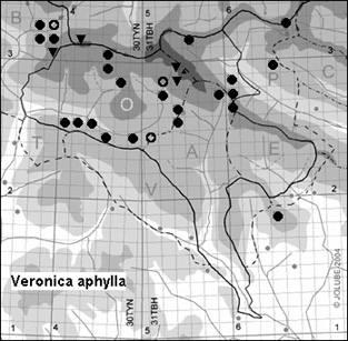 Veronica_aphylla_
