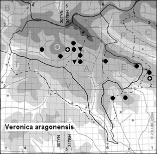 Veronica_aragonensis_