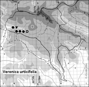 Veronica_urticifolia_
