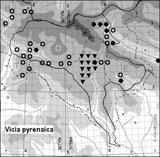 Vicia_pyrenaica_