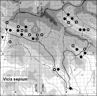 Vicia_sepium_