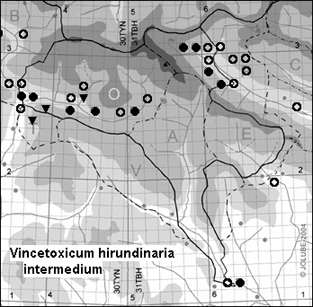 Vincetoxicum_hirundinaria_intermedium