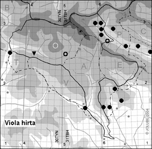 Viola_hirta_
