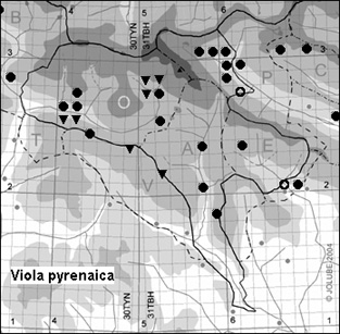 Viola_pyrenaica_