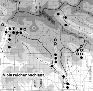 Viola_reichenbachiana_