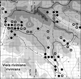 Viola_riviniana_riviniana