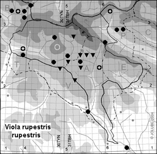 Viola_rupestris_rupestris