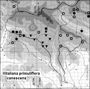 Vitaliana_primuliflora_canescens
