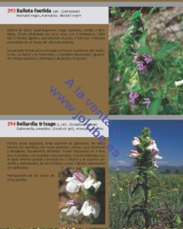 Guía imprescindible de las flores del Prepirineo y territorios vecinos
