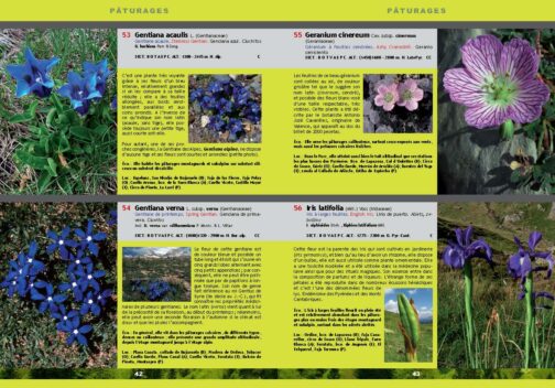 Guide essentiel des fleurs du Parc national d’Ordesa et du Mont-Perdu