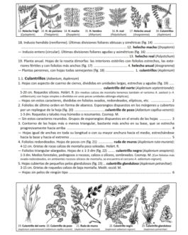 Las plantas del Sistema Ibérico Oriental y su entorno