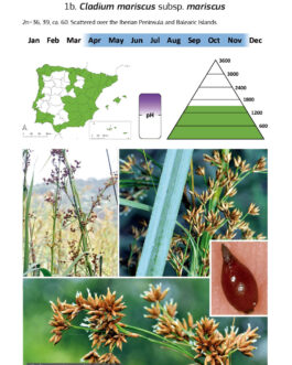 Field guide of Spanish and Portuguese sedges (Cyperaceae)