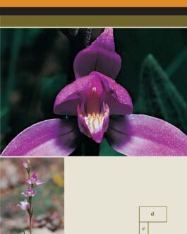 Orquídeas de la provincia de Cuenca. Guía de campo