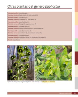 Plantas tóxicas para rumiantes