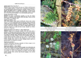 Catálogo de flora de la cuenca endorreica de la laguna de Gallocanta