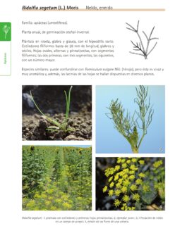 Malas hierbas en plántula. Guía de identificación. 2ª ed. revisada y ampliada