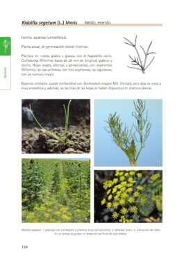 Malas hierbas en plántula. Guía de identificación. 2ª ed. revisada y ampliada
